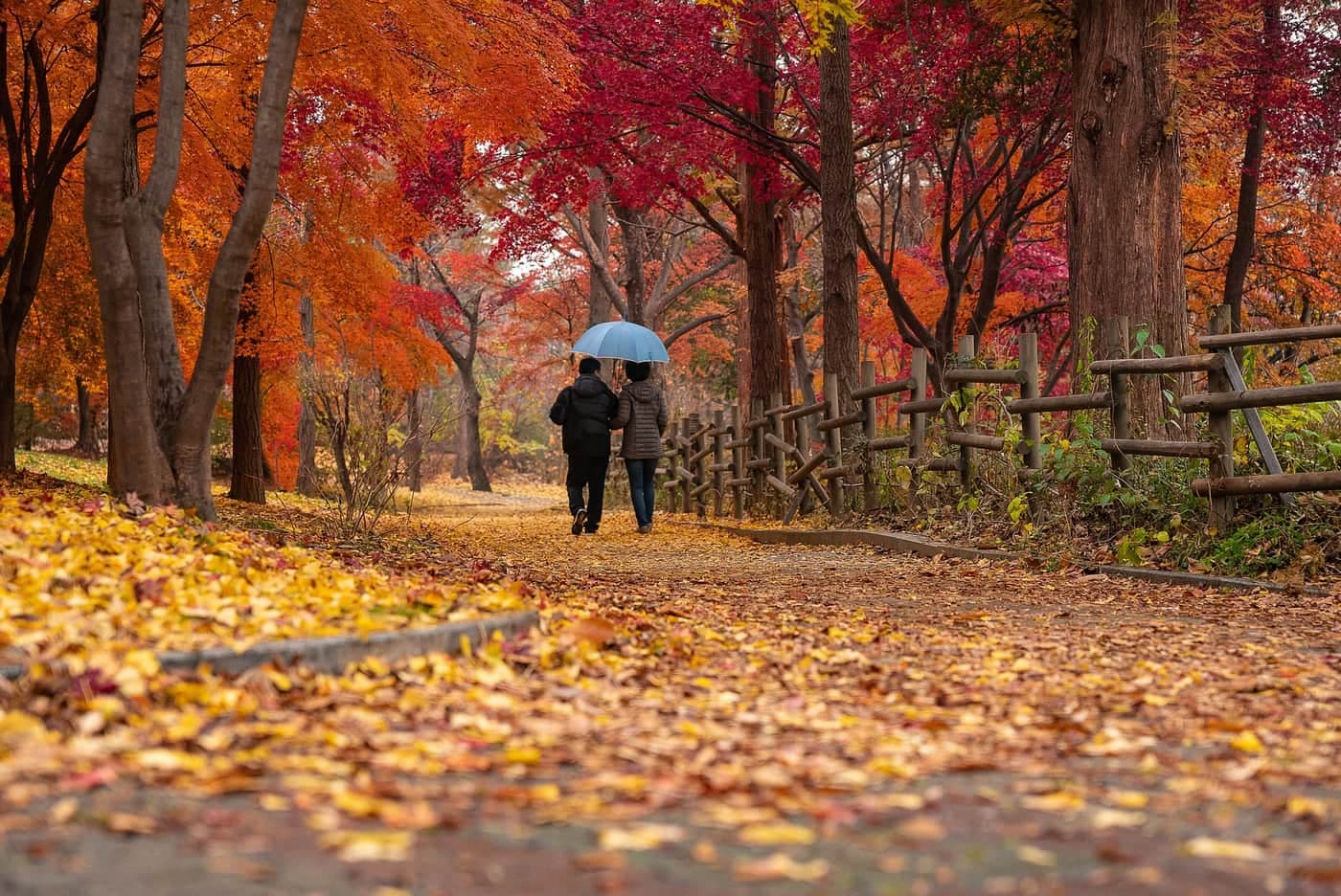 Two people walking side by side under one umbrella down an avenue of autumn leaves — what you read changes with the kind of relationship