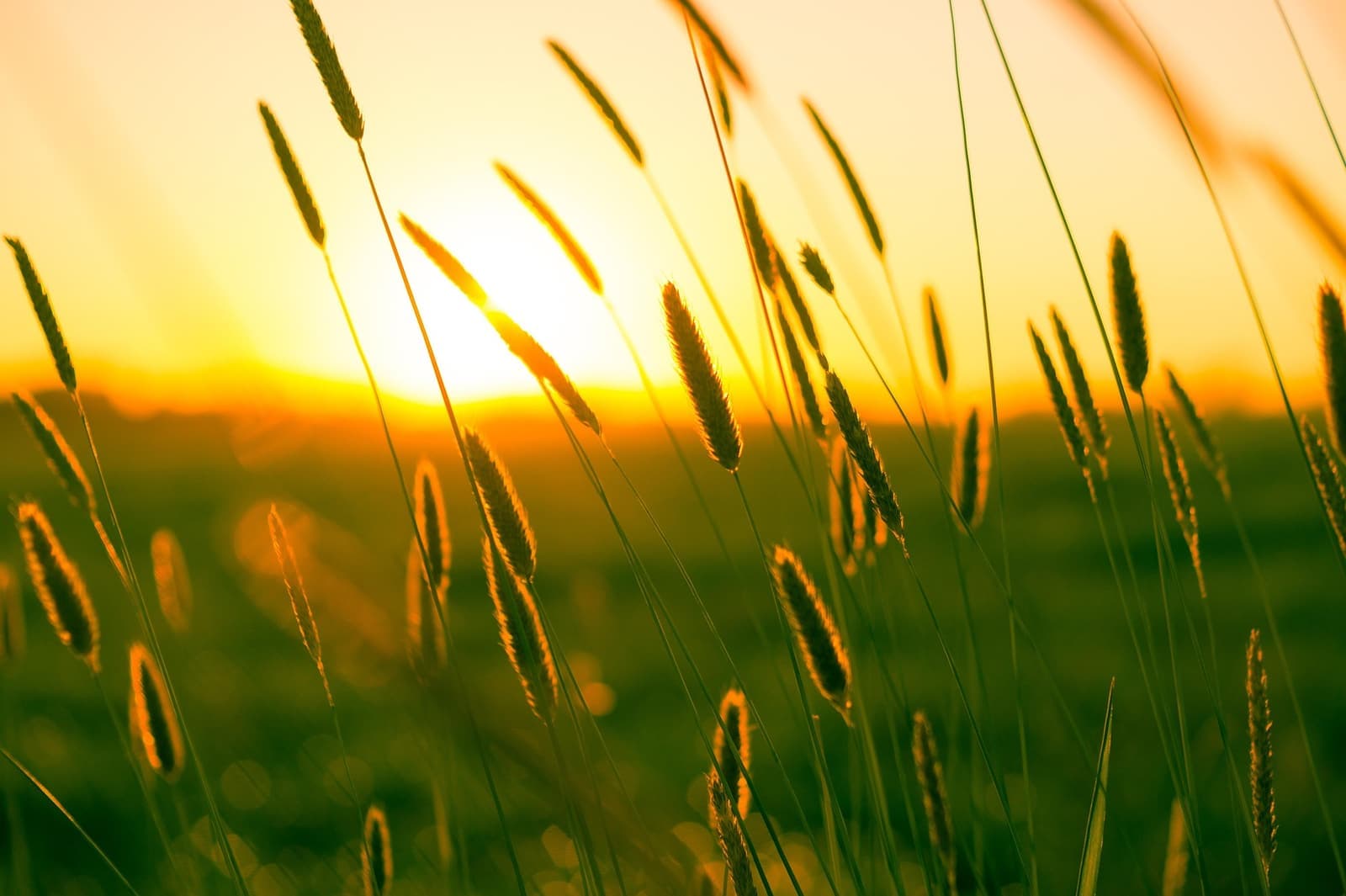 Grass heads lit through by a low sun — earthly branches drawing together and colliding