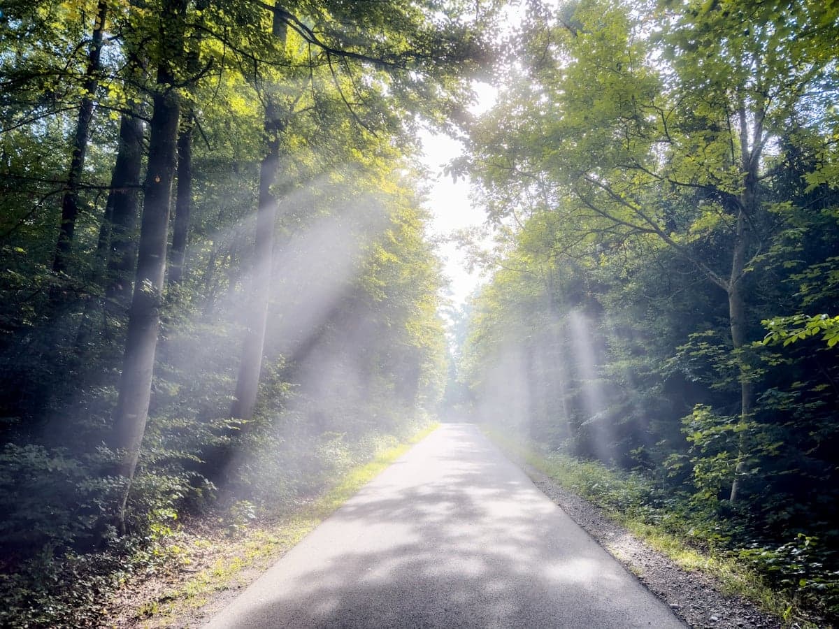Light filtering through a forest in many directions — strength flowing toward learning, expression, action and reception