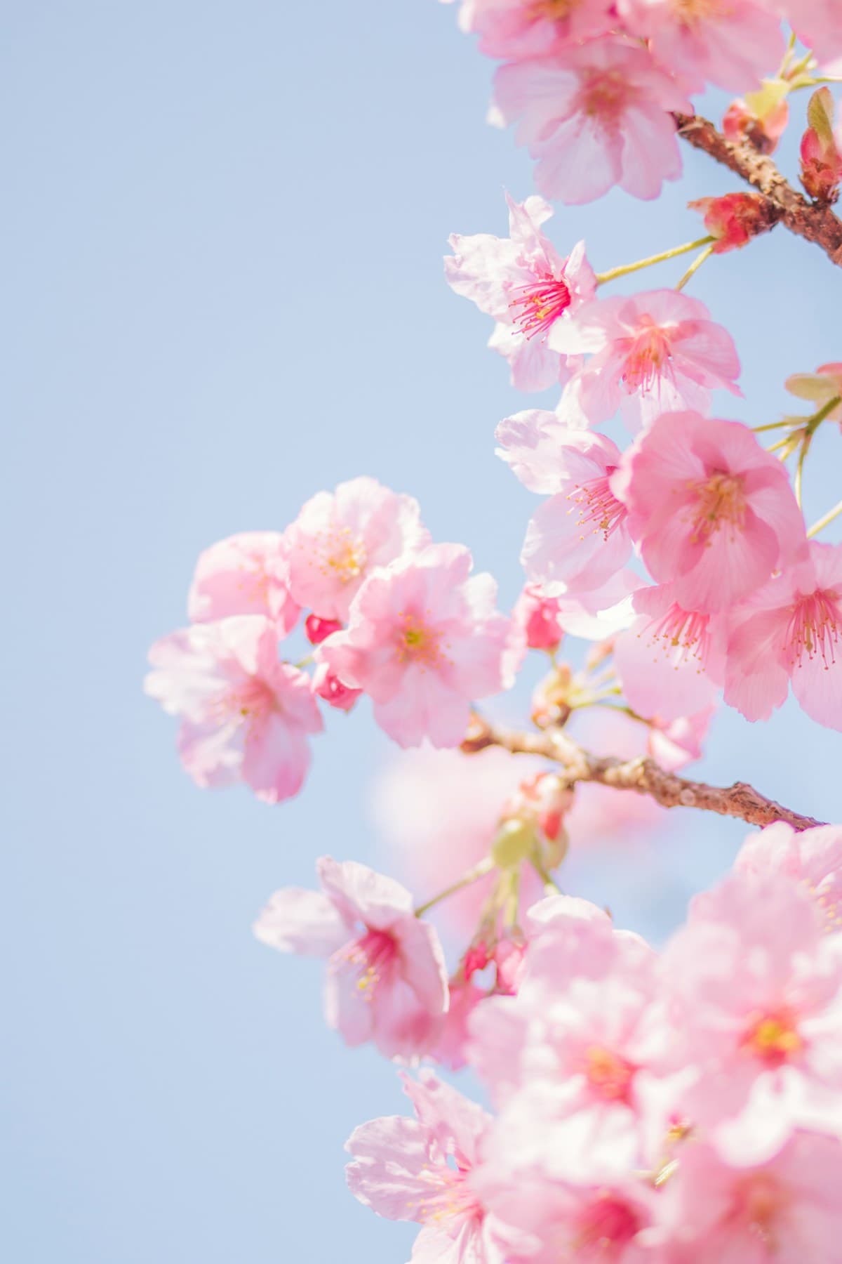 満開の桜——人生の始まりに宿るエネルギーを象徴する春の姿