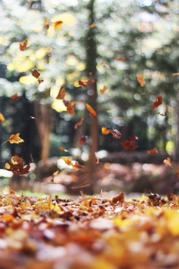 舞い落ちる紅葉——十二大従星が描く人生の季節と移ろい