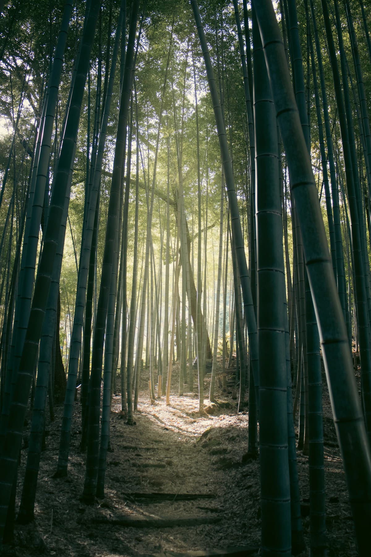 竹林に差し込む光の道——陰陽五行の命式で自分だけの道筋を見つける