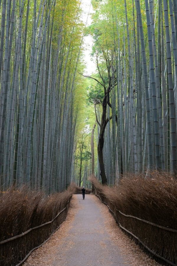 真っ直ぐに伸びる竹林の道——木のエネルギーが示す成長と方向性