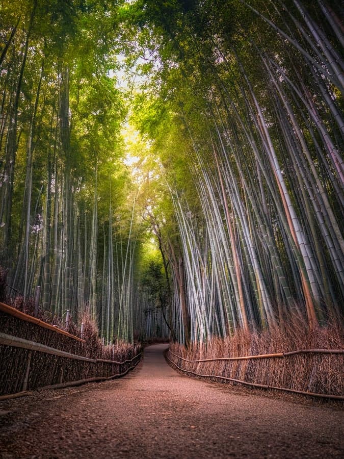 竹林の奥へ続く小道——陰占と陽占の両面から自分を知る旅