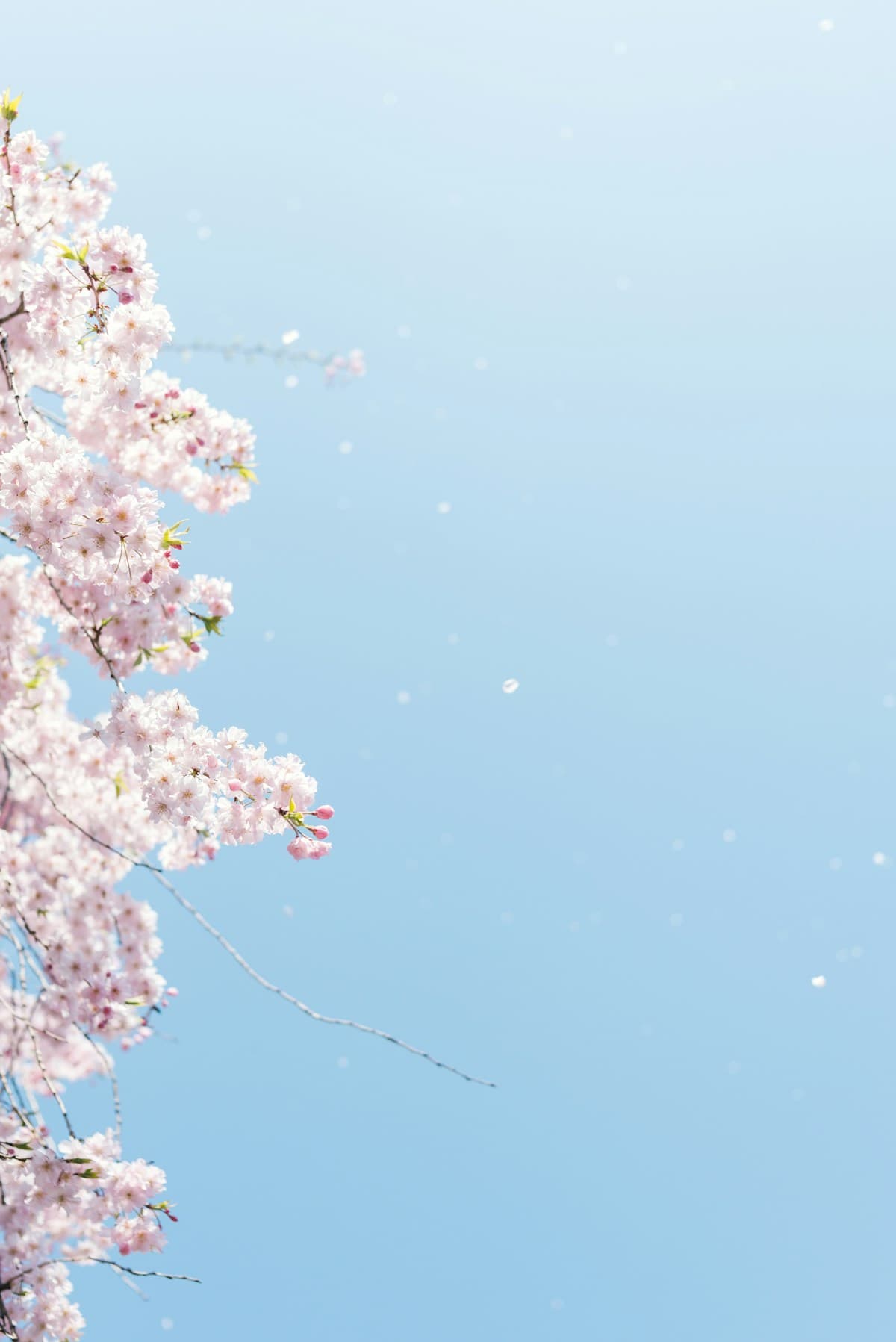 青空に咲く桜——陽占が映し出す表の姿と内に秘めた本質